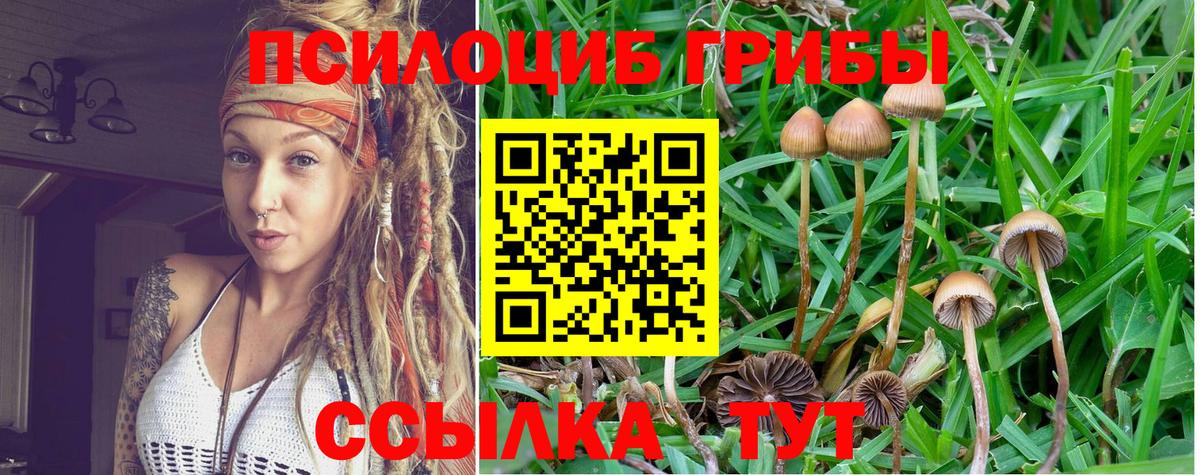 Псилоцибиновые грибы Psilocybe Ессентуки